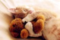 /album/galerie-photos/chat-avec-son-nounours-jpg/